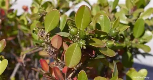 Самшит корейский, он же Buxus Microphylla