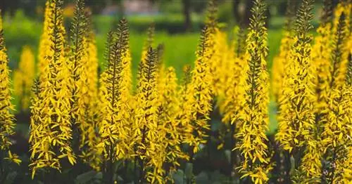 Золотые цветки растения Rocky Ligularia (Ragwort)