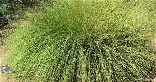 оленья трава (Muhlenbergia Rigens)