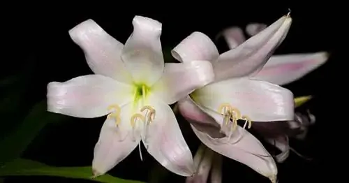 привлекательный цветок Crinum Latifolium (болотная лилия)