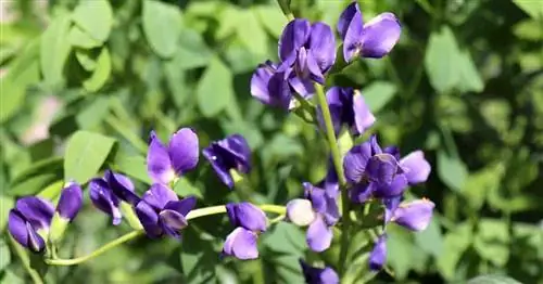 Уход за растением синий индиго: научитесь выращивать Baptisia Australis