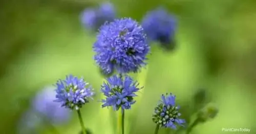 глобус гилия (Gilia capitata)