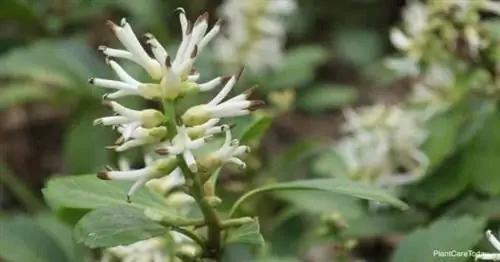 Pachysandra Terminalis (молочай японский)