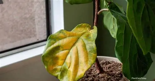 Что заставляет мои фиговые листья Fiddle Leaf становиться коричневыми?