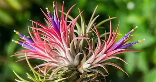 Air-Plant - Tillandsia ionantha цветет ярко-фиолетовыми и красными цветами.