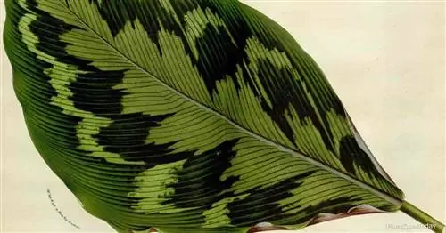 Как выращивать и ухаживать за растениями Calathea Veitchiana