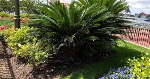 Какая почва нужна саговой пальме (Cycad Revoluta)