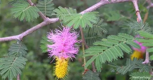 Как ухаживать за Dichrostachys Cinerea