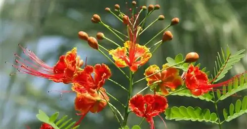 Уход за Caesalpinia Pulcherrima: Как вырастить карликовое дерево Пуанчиана