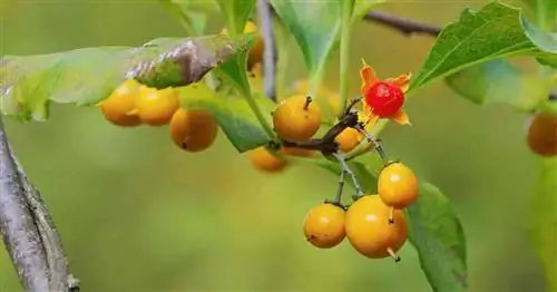 Инвазионная восточная горько-сладкая лоза [Celastrus Orbiculatus]