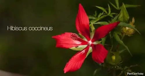 Цветущий гибискус RED Texas Star - Hibiscus Coccineus