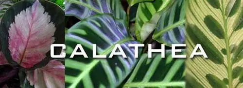 Зебровая листва Calathea Zebrina