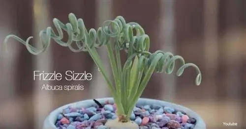 Необычно выглядящие листья Albuca Spiralis, которые часто называют Frizzle Sizzle.