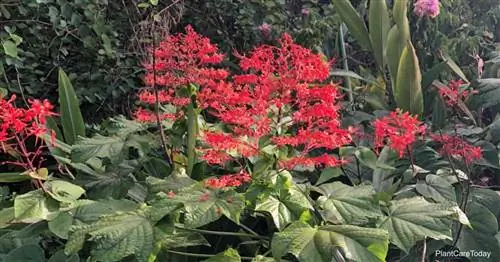 Цветущий цветок пагоды (Clerodendrum Paniculatum) Диснейуорлд Орландо, Флорида, 2019 г.