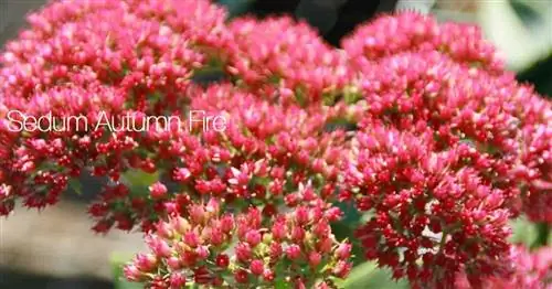 Sedum Autumn Fire [Осенний огненный очиток] Выращивание и уход