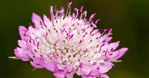 Уход за цветком-подушечкой: научитесь выращивать растение Scabiosa Atropurpurea