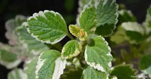 Уход за шведским плющом: как вырастить Plectranthus Australis