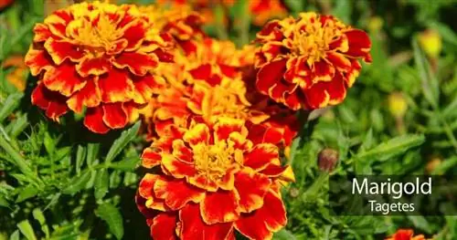 Бархатцы - Tagetes erecta