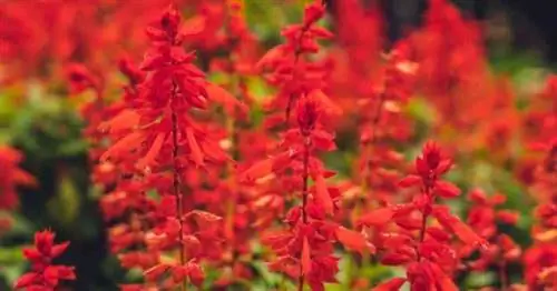 Красные цветы шалфея алого (Salvia Splendens).