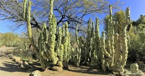 Как выращивать и ухаживать за кактусом Тотемный столб - Lophocereus Schottii Monstrous