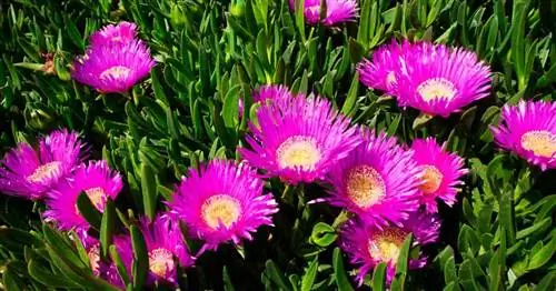 Выращивание Carpobrotus Edulis: уход за ледяным растением готтентотского инжира