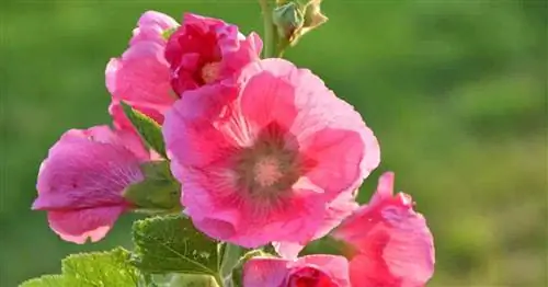 Розовый цветок Alcea rosea (Мальва)