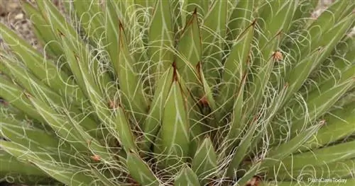 Нити растения Agave Filifera