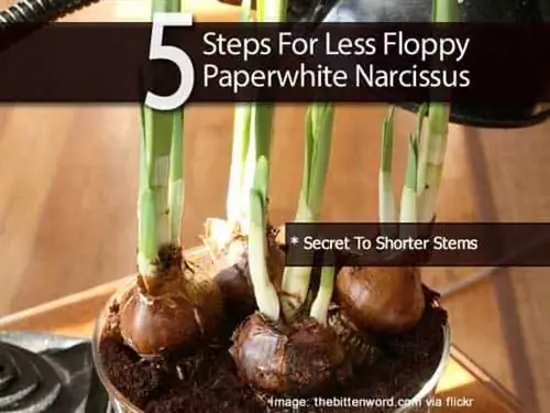 5 шагов к менее гибкому Paperwhite Narcissus