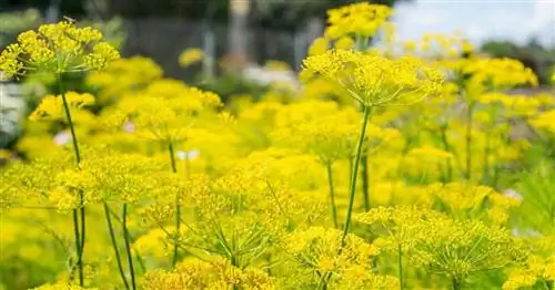 Выращивание укропа: Anethum Graveolens [Кулинария, полезные насекомые]