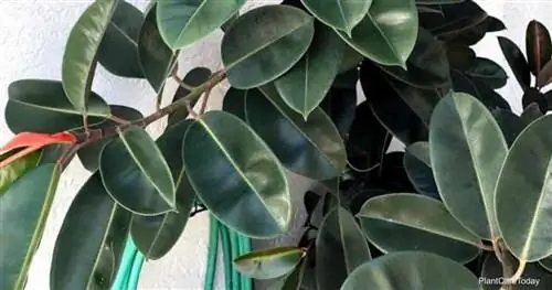 Каучуковое растение Ficus elastica