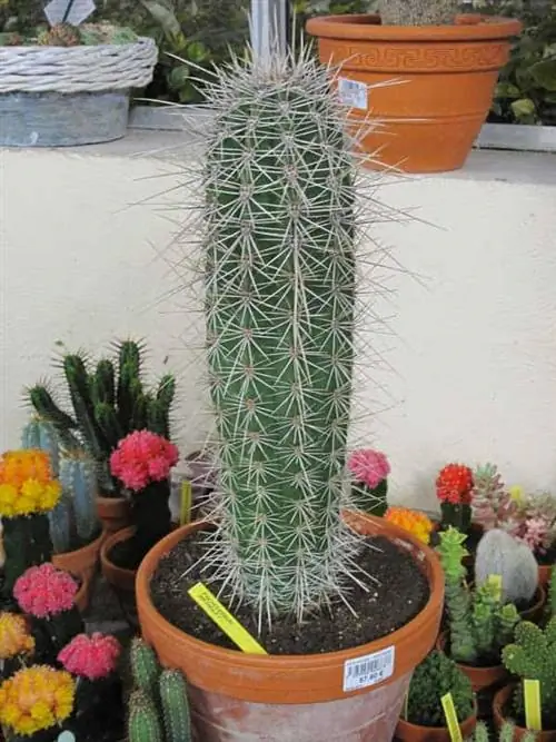 Уход за кактусом Кардон: выращивание гигантского мексиканского Pachycereus Pringlei