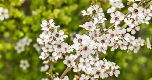 Leptospermum Scoparium: советы по уходу за новозеландским чайным деревом