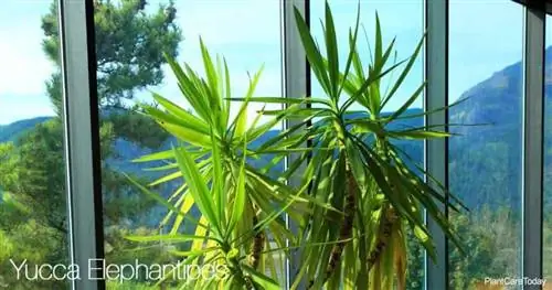 Yucca Elephantipes - юкка с мягким кончиком - выращивание в помещении