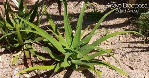 Agave bracteosa - Squid Agave - растет на открытом воздухе в ландшафте