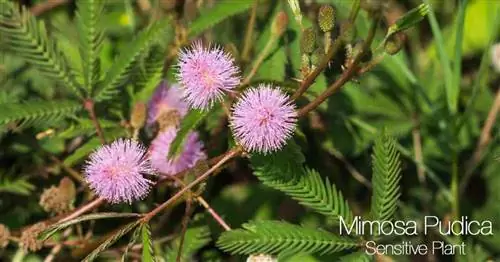 Чувствительное растение (Mimosa Pudica) с цветами