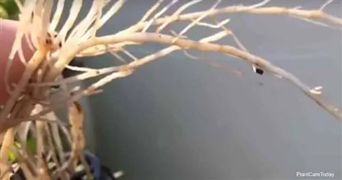 корневая тля, питающаяся корнями, выращенными на гидропонике