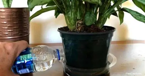 полив китайского вечнозеленого растения