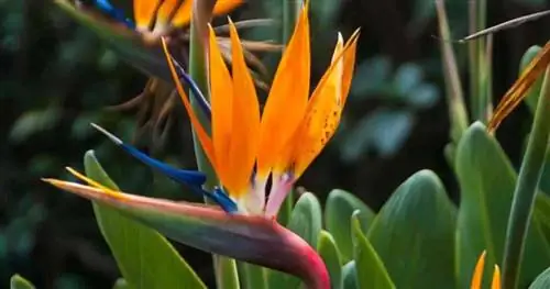 Цветущая птица Strelitzia reginae