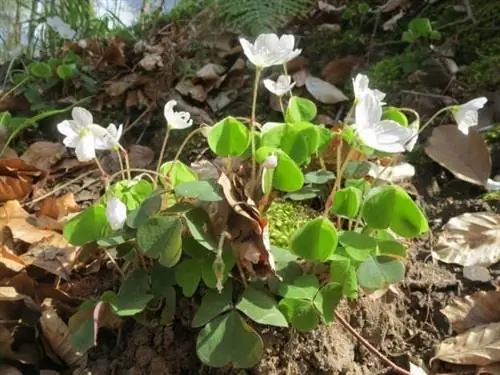 oxalis-acetosella-855340_1280