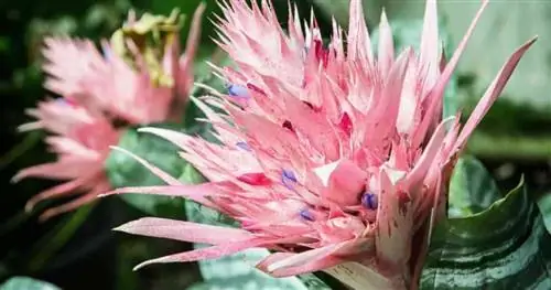 Розовый цветок растения Серебряная Ваза - Aechmea Fasciata.