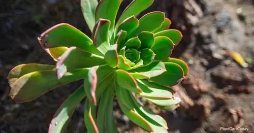 Как выращивать и ухаживать за суккулентом Aeonium Urbicum (растение-блюдце)