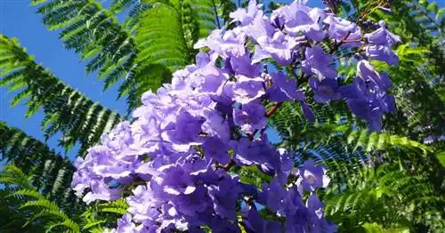 Выращивание Jacaranda Mimosifolia: Как ухаживать за синими деревьями Jacaranda