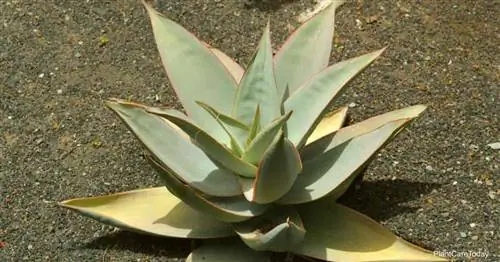 Привлекательное Aloe Striata (Коралловое алоэ) с красными краями листьев.