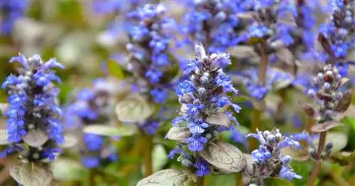 Цветущий почвопокровник Ajuga Bugleweed