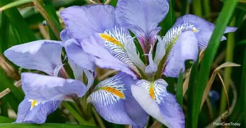 Выращивание алжирского ириса: как ухаживать за Iris Ungucularis