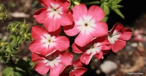 Розово-белые цветки Phlox Drummondii.