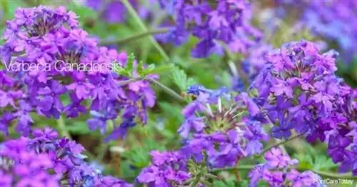 Цветки сорта Вербены стелющейся - Verbena canadensis.