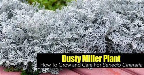 серебряные листья растения Дасти мельника Senecio Cineraria