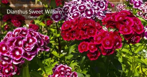 Привлекательные цветы Sweet William Dianthus - Pinks.