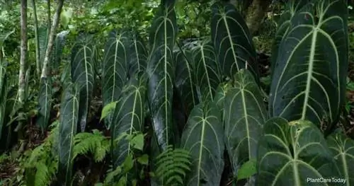 Королева Anthurium warocqueanum, растущая в дикой природе